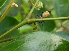 Biasticus flavinotus