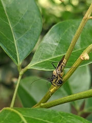 Biasticus flavinotus
