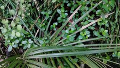 Peperomia urvilleana