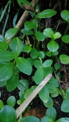 Peperomia urvilleana