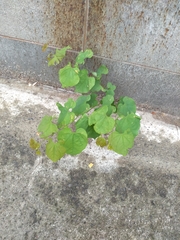 Cercis canadensis