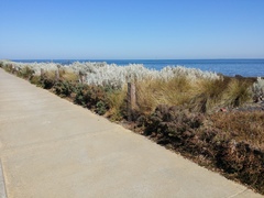 Tecticornia pergranulata