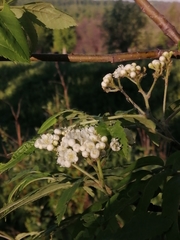 Sorbus sibirica