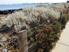 Tecticornia pergranulata