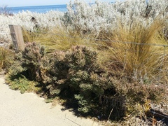 Tecticornia pergranulata