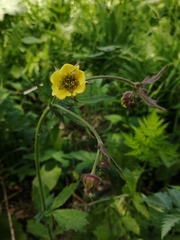 Geum × meinshausenii