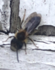Andrena