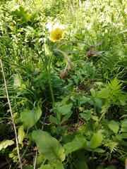 Geum × meinshausenii