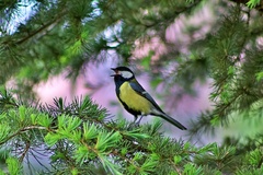 Parus major