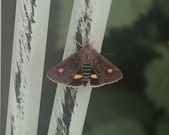 Pyrausta aurata