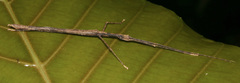 Asceles tanarata singapura