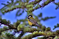 Parus major