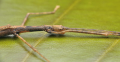 Asceles tanarata singapura