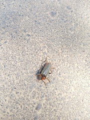 Cantharis fusca