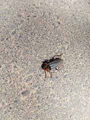 Cantharis fusca
