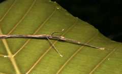 Asceles tanarata singapura