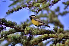 Parus major