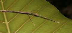 Asceles tanarata singapura