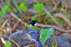 Parus major