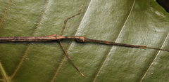 Asceles tanarata singapura
