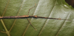 Asceles tanarata singapura