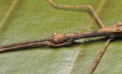 Asceles tanarata singapura
