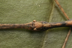 Asceles tanarata singapura