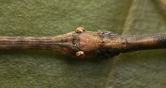 Asceles tanarata singapura