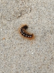 Euproctis chrysorrhoea