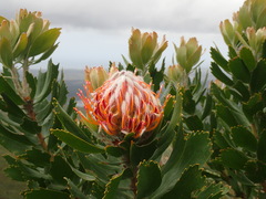Leucospermum glabrum