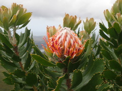 Leucospermum glabrum