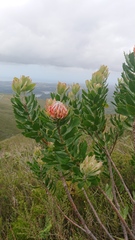 Leucospermum glabrum