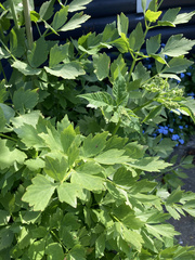 Levisticum officinale