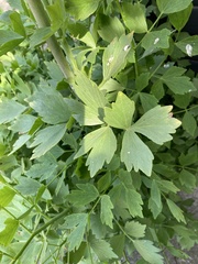 Levisticum officinale