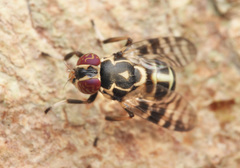 Scholastinae