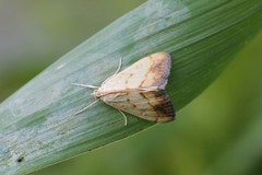 Evergestis extimalis