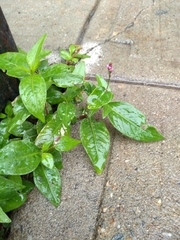 Persicaria longiseta