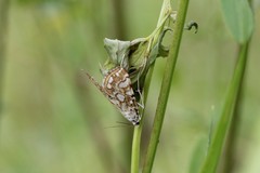 Elophila nymphaeata