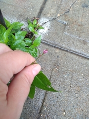 Persicaria longiseta