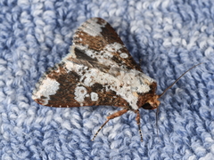 Condica imitata