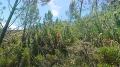 Mimetes pauciflorus