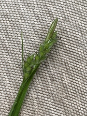 Carex hirtifolia