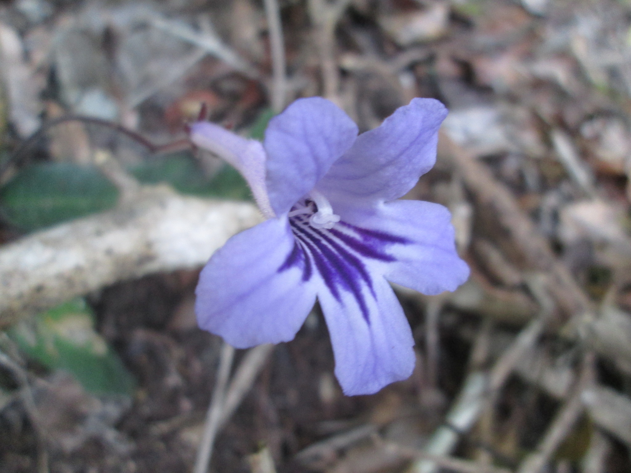 Streptocarpus rexii