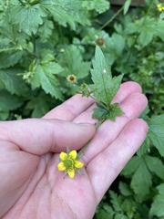 Geum urbanum
