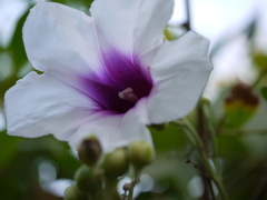 Ipomoea campanulata