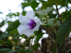 Ipomoea campanulata
