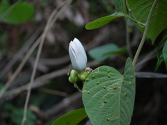 Ipomoea campanulata