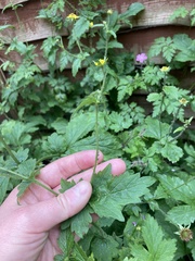 Geum urbanum