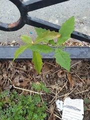 Quercus