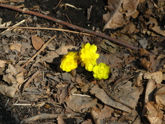 Adonis amurensis